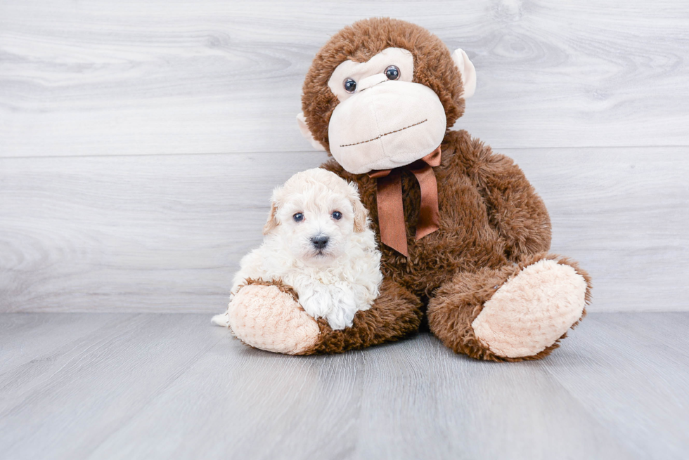 Funny Maltipoo Poodle Mix Pup