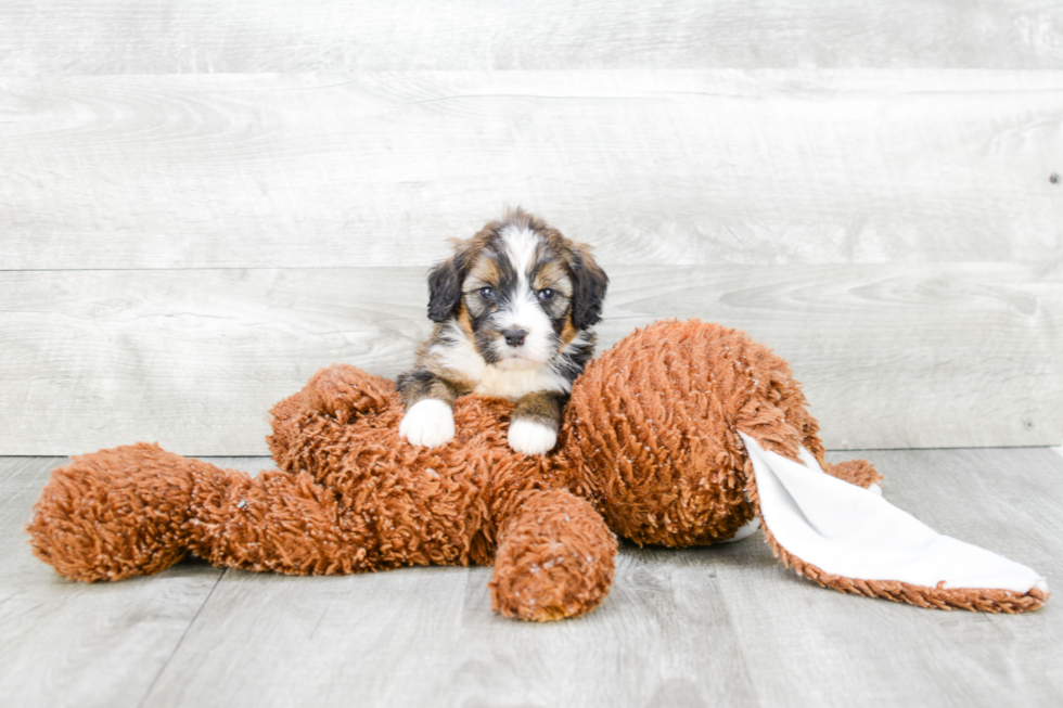 Adorable Mini Berniedoodle Poodle Mix Puppy