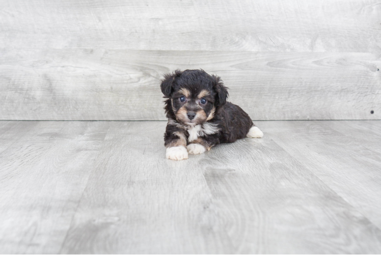 Mini Aussiedoodle Pup Being Cute