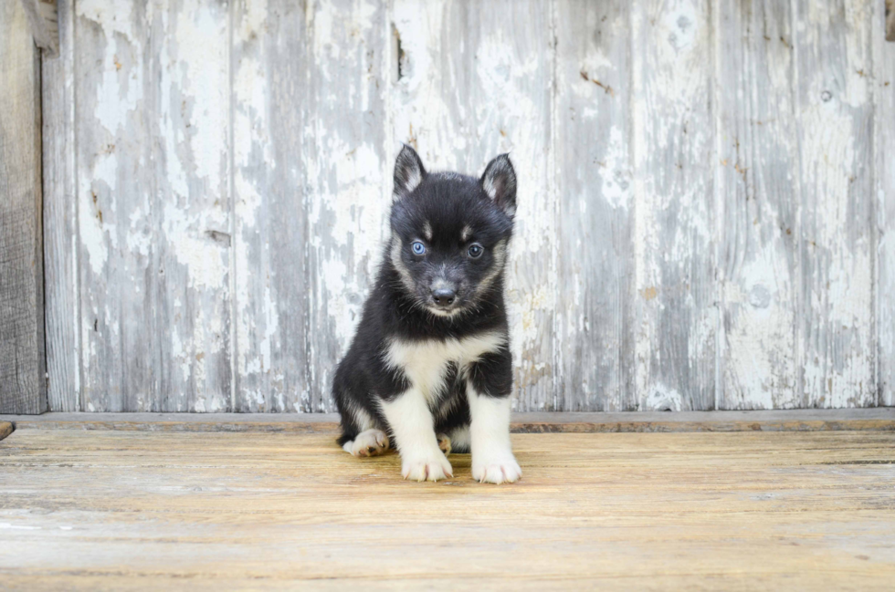 Funny Pomsky Designer Pup