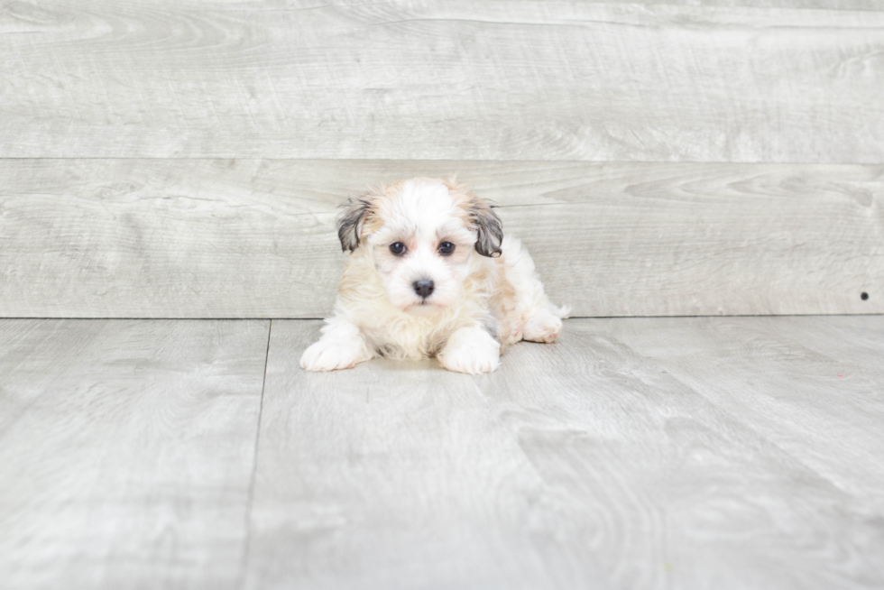 Little Havanese Purebred Pup