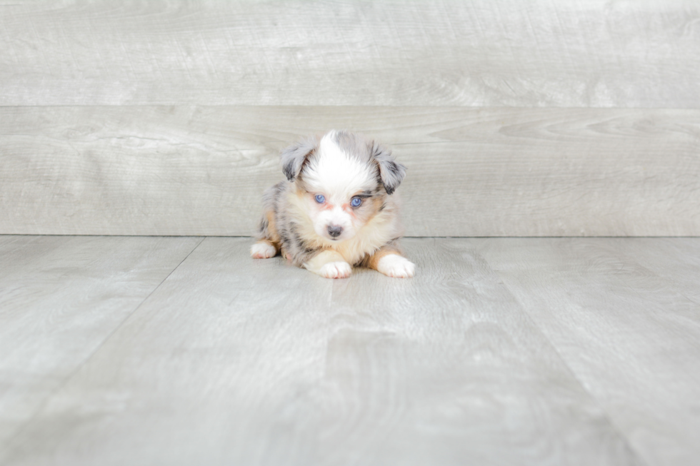 Mini Aussiedoodle Puppy for Adoption