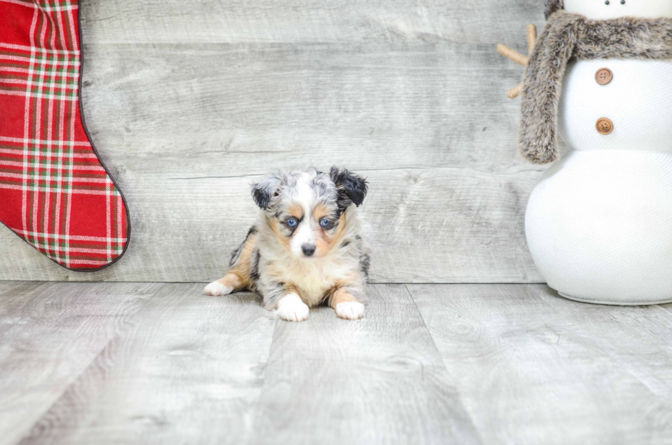 Mini Aussiedoodle Pup Being Cute