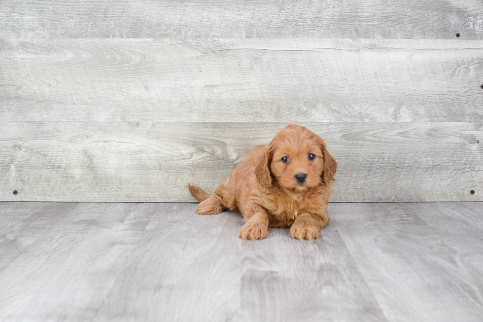 Cavapoo Puppy for Adoption