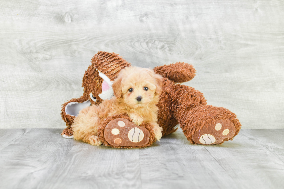 Cavapoo Pup Being Cute