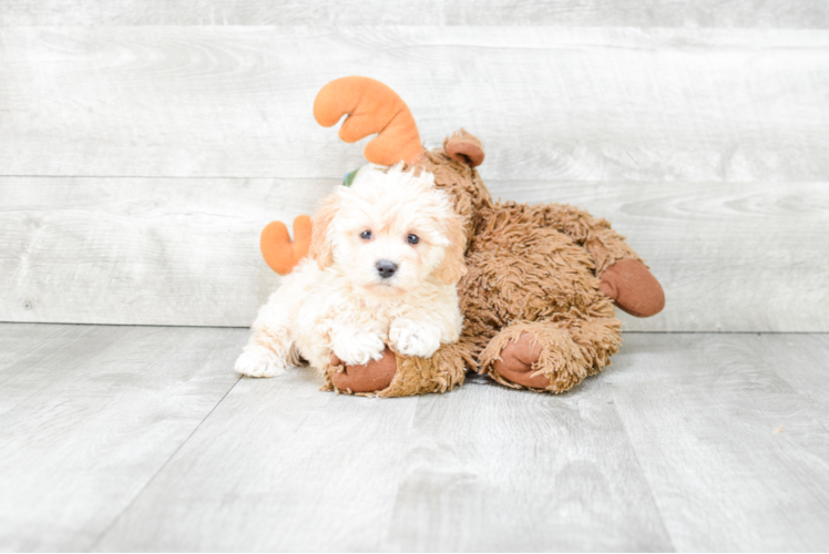 Playful Maltepoo Poodle Mix Puppy