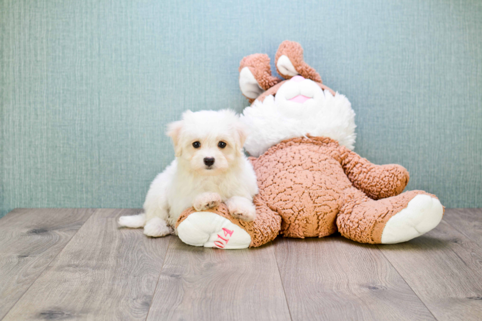 Friendly Maltipoo Baby