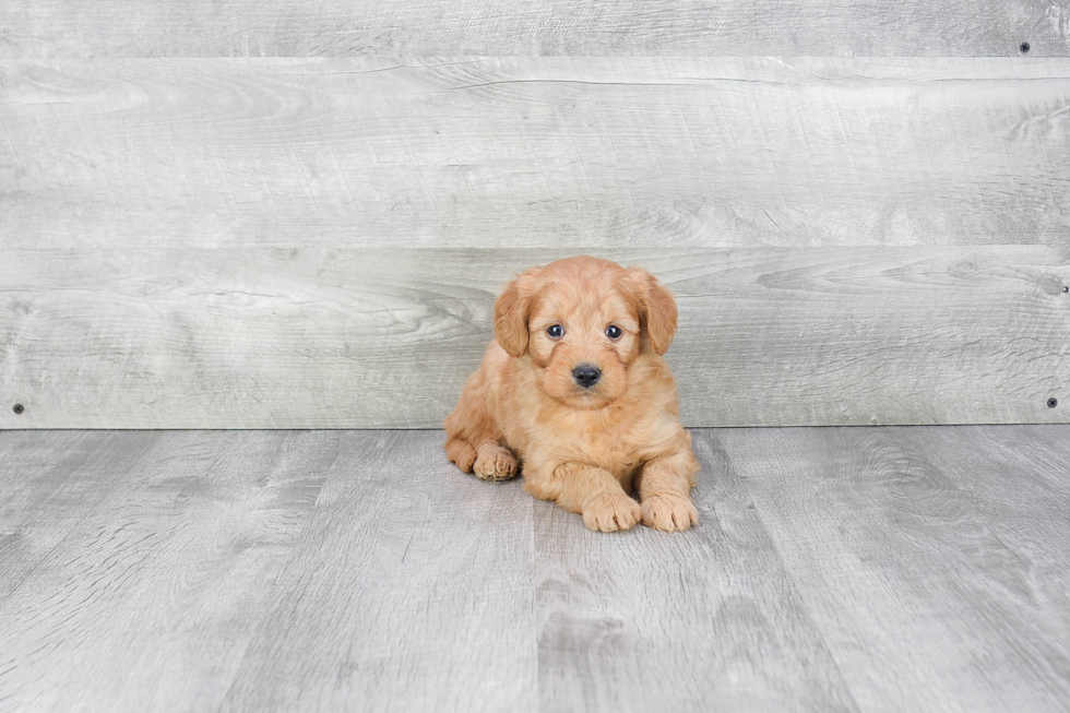 Best Mini Goldendoodle Baby