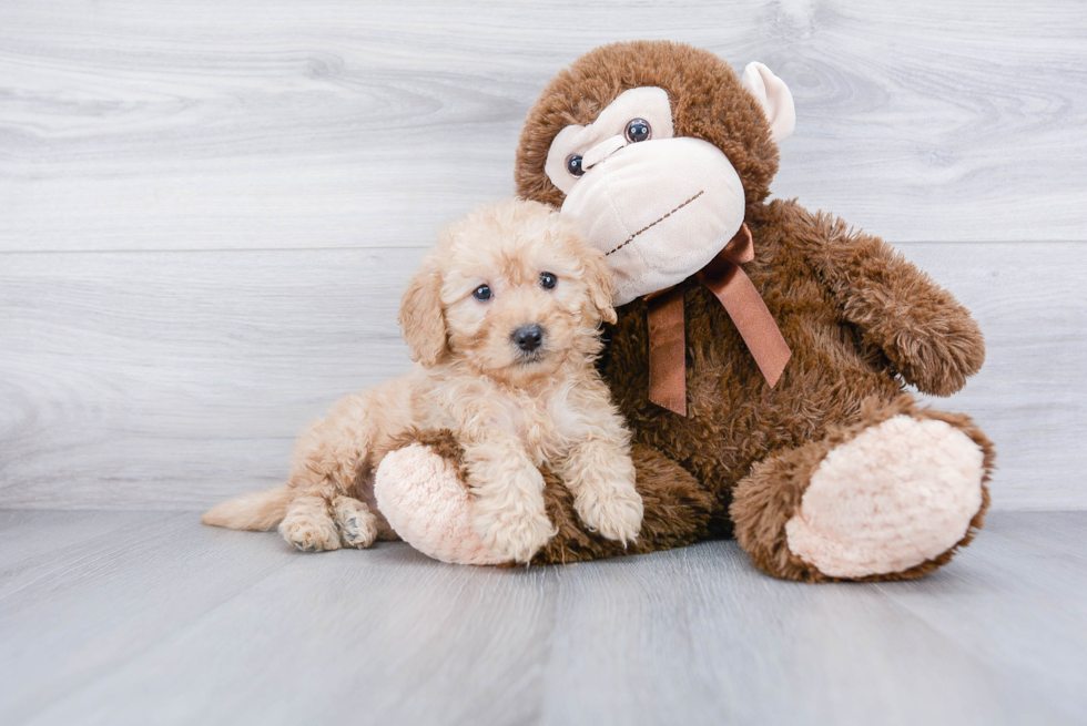 Small Mini Goldendoodle Baby