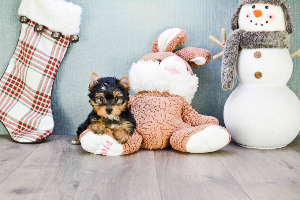 Meet Trigger - our Yorkshire Terrier Puppy Photo 