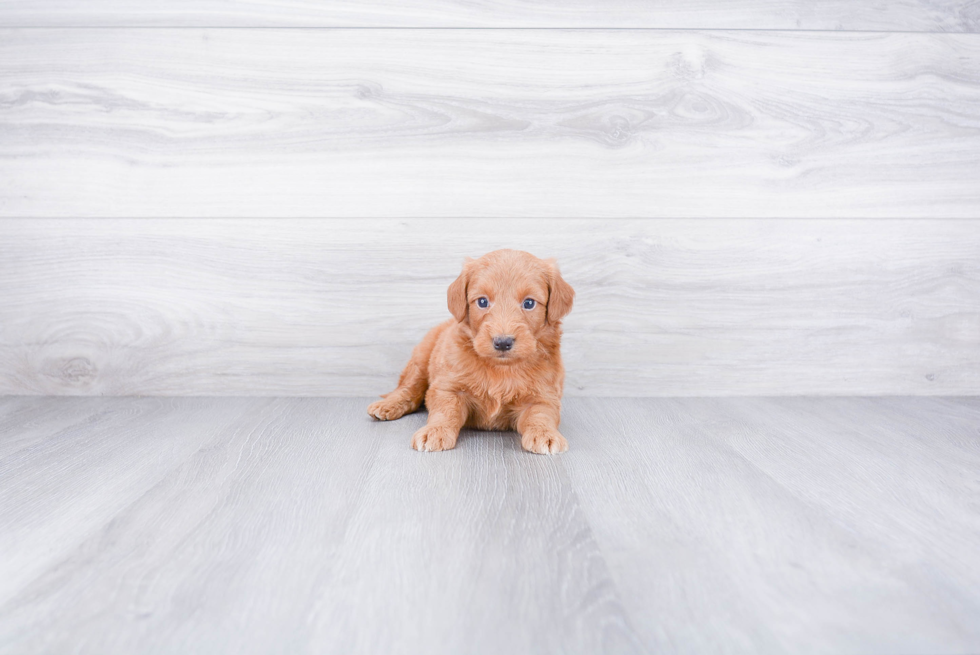 Best Mini Goldendoodle Baby