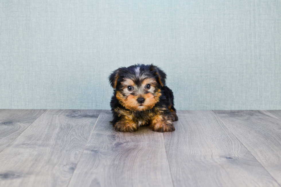 Meet Ronnie - our Yorkshire Terrier Puppy Photo 