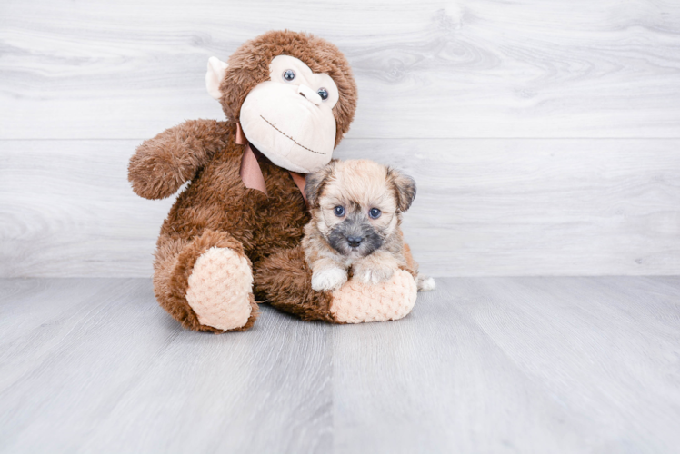 Best Morkie Baby