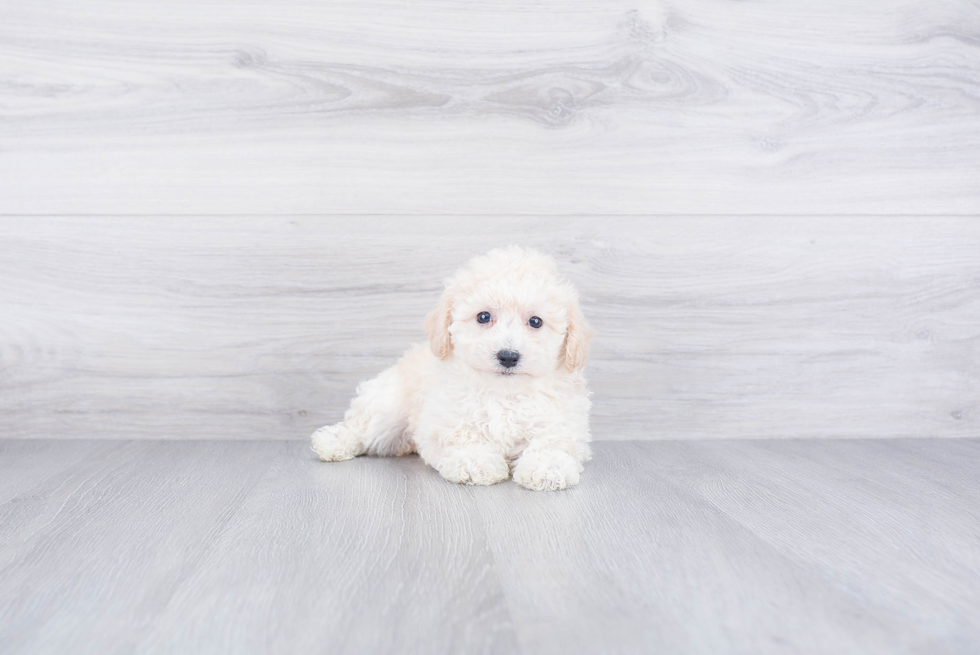 Little Maltese Poodle Poodle Mix Puppy