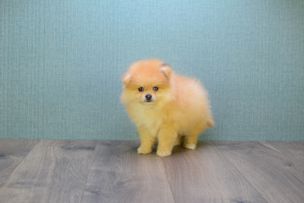 Pomeranian Puppy for Adoption