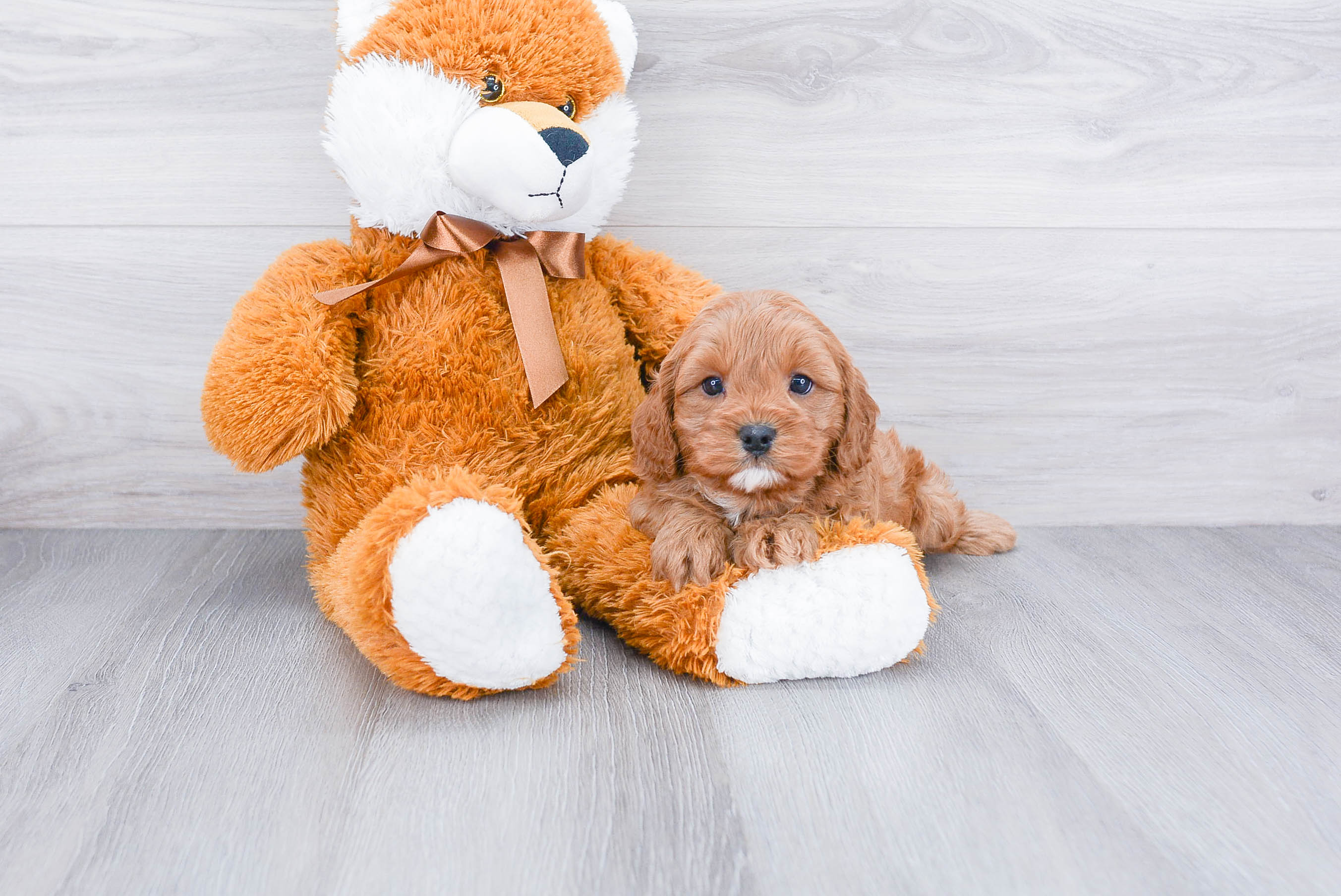 Cavapoo Puppy for Adoption