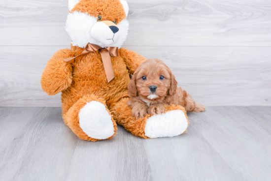 Cavapoo Puppy for Adoption