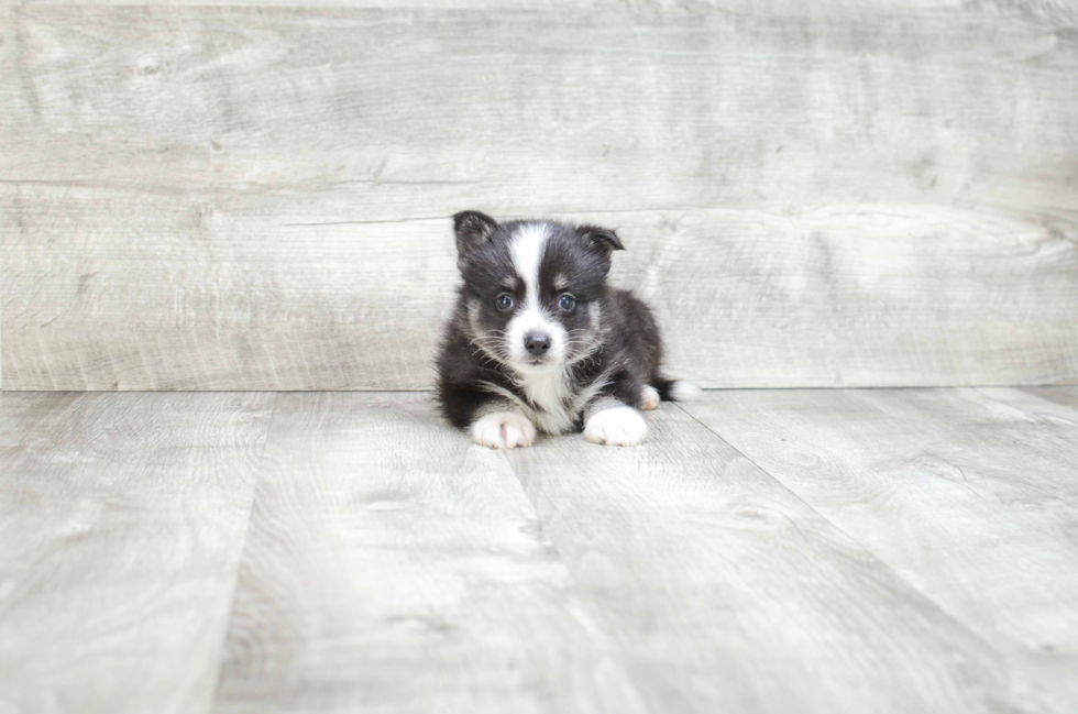 Pomsky Puppy for Adoption