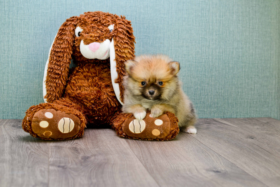 Cute Pomeranian Purebred Puppy