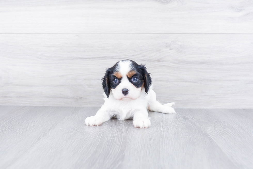 Cavalier King Charles Spaniel Puppy for Adoption