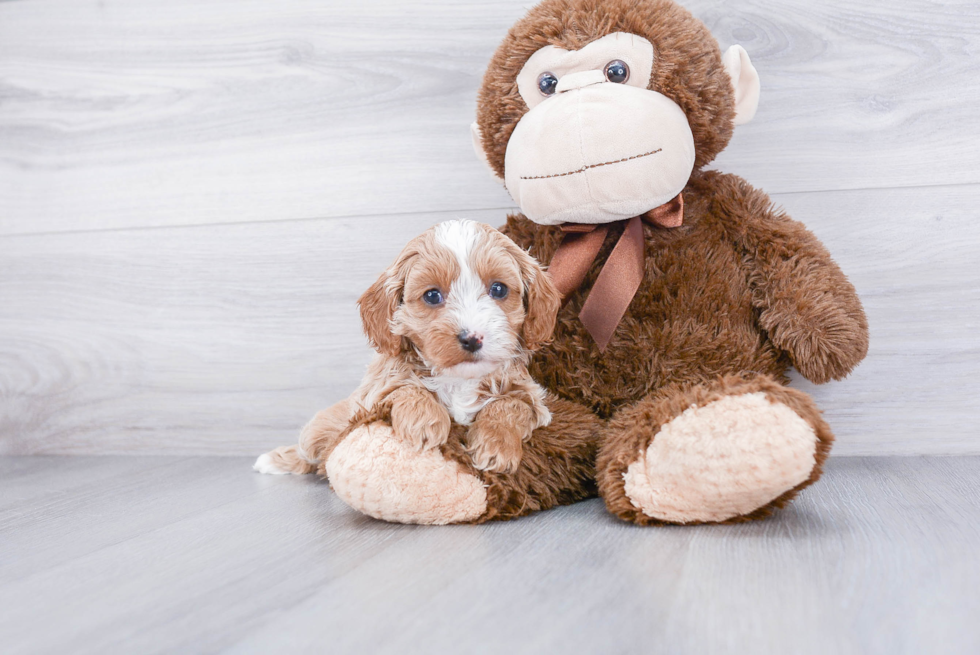 Playful Cavoodle Poodle Mix Puppy