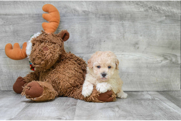 Maltipoo Pup Being Cute