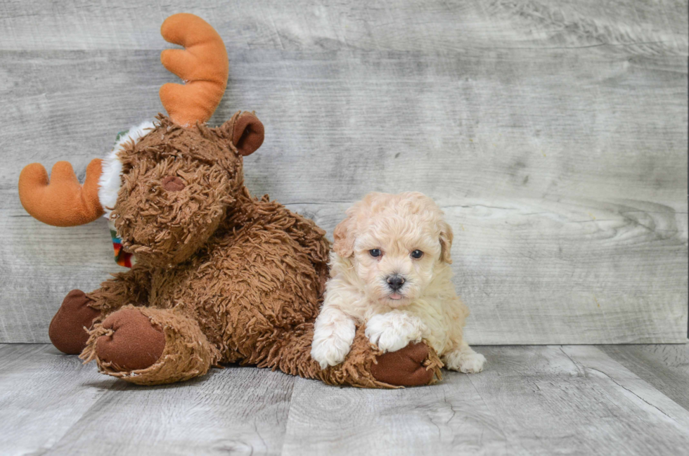 Maltipoo Pup Being Cute