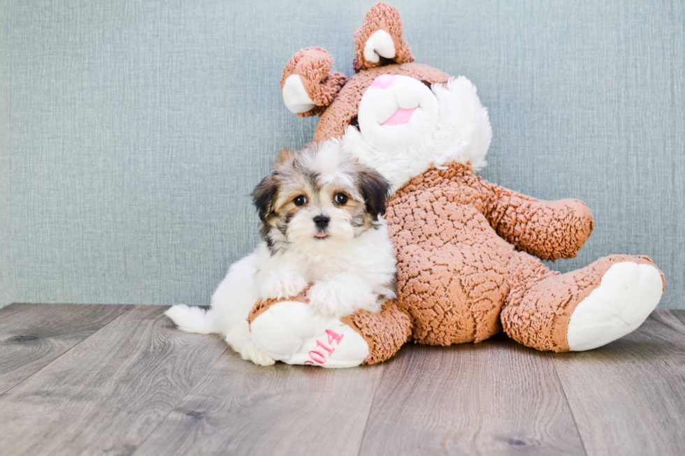 Friendly Havanese Purebred Pup