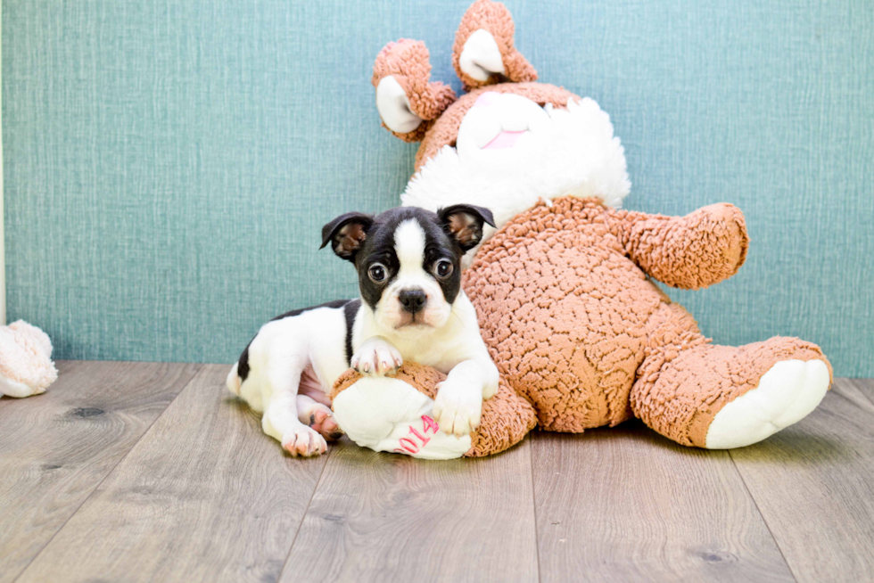 Best Boston Terrier Baby