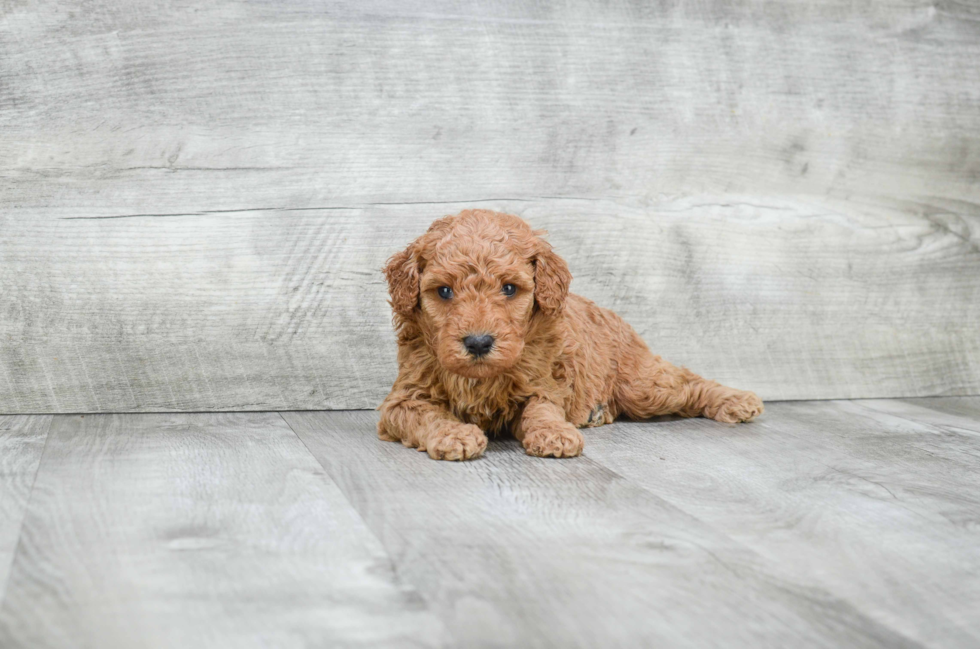 Best Mini Goldendoodle Baby