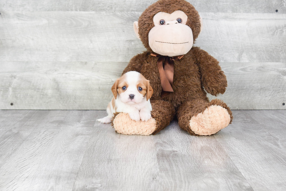 Cavalier King Charles Spaniel Puppy for Adoption