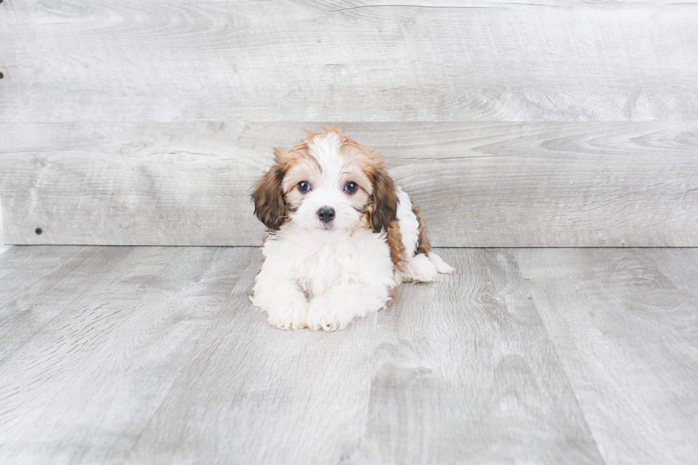 Cavachon Pup Being Cute