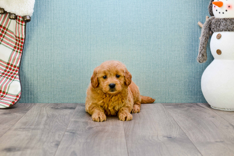 Mini Goldendoodle Puppy for Adoption