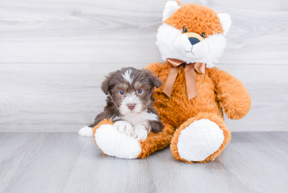 Hypoallergenic Havanese Purebred Pup