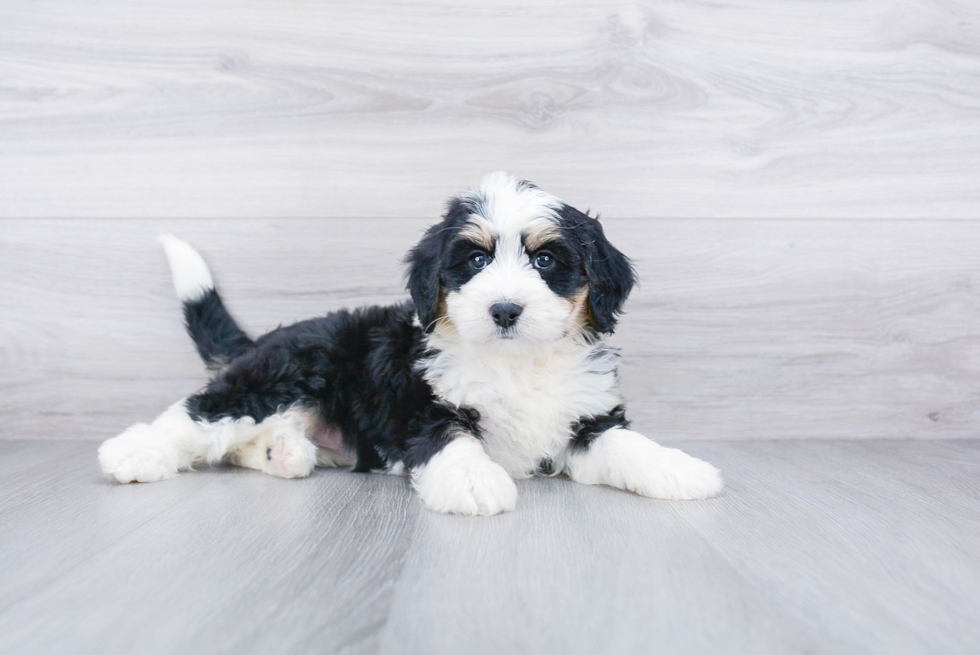 Best Mini Bernedoodle Baby