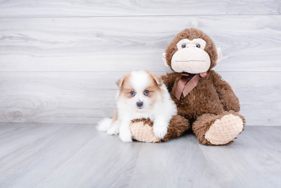 Funny Pomeranian Purebred Pup