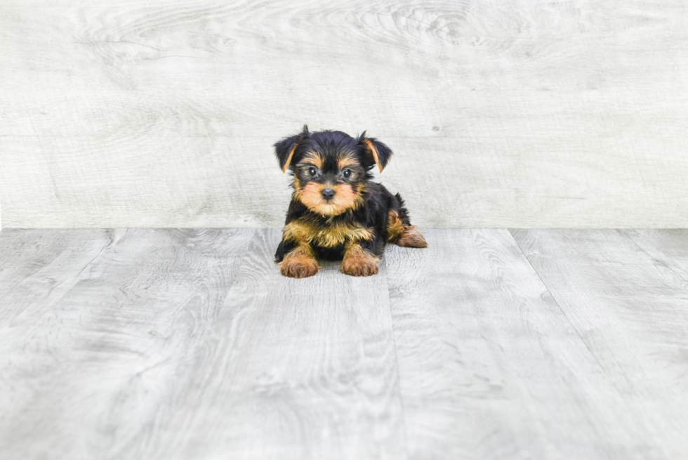 Meet Beyonce - our Yorkshire Terrier Puppy Photo 