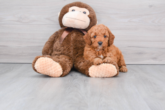 Cute Mini Goldendoodle Baby