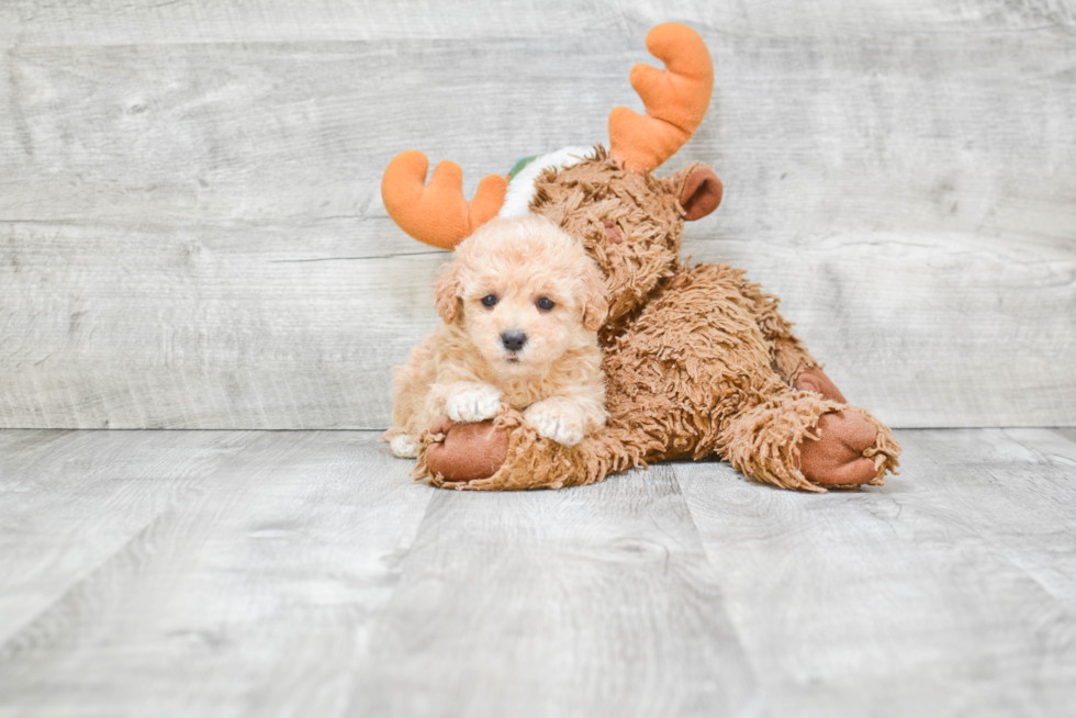 Maltipoo Puppy for Adoption