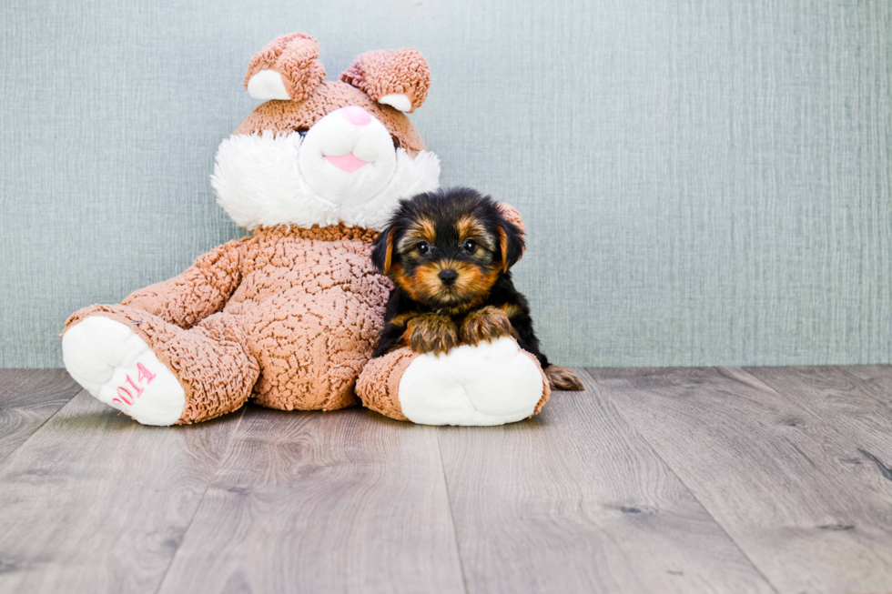 Meet Lisa - our Yorkshire Terrier Puppy Photo 