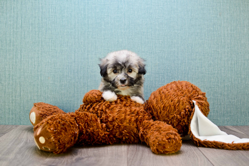 Havanese Puppy for Adoption