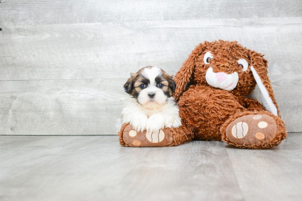 Smart Teddy Bear Designer Pup