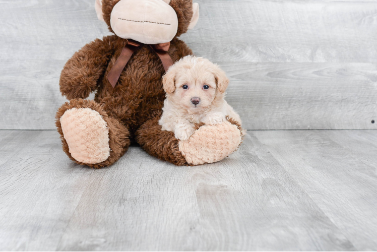 Hypoallergenic Maltese Poodle Poodle Mix Puppy