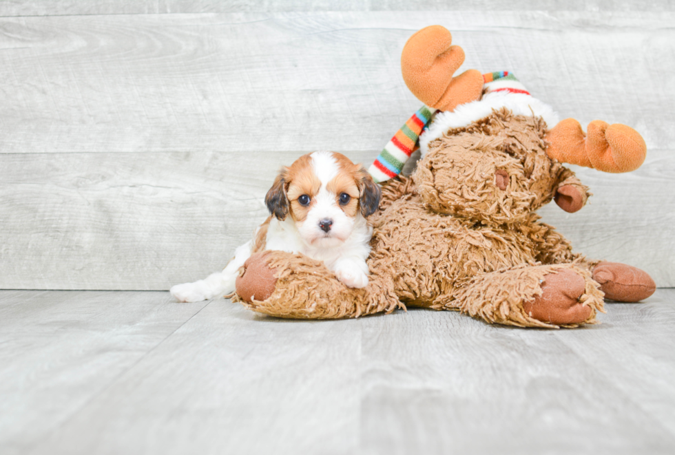 Funny Cavachon Designer Pup