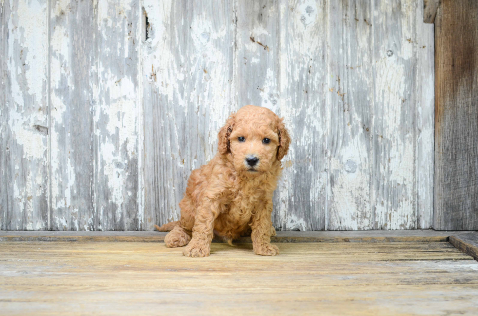 Friendly Mini Goldendoodle Baby