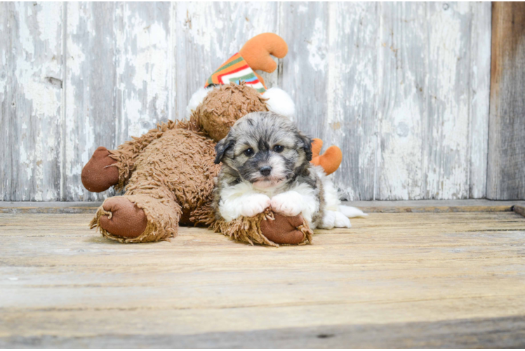 Funny Teddy Bear Designer Pup