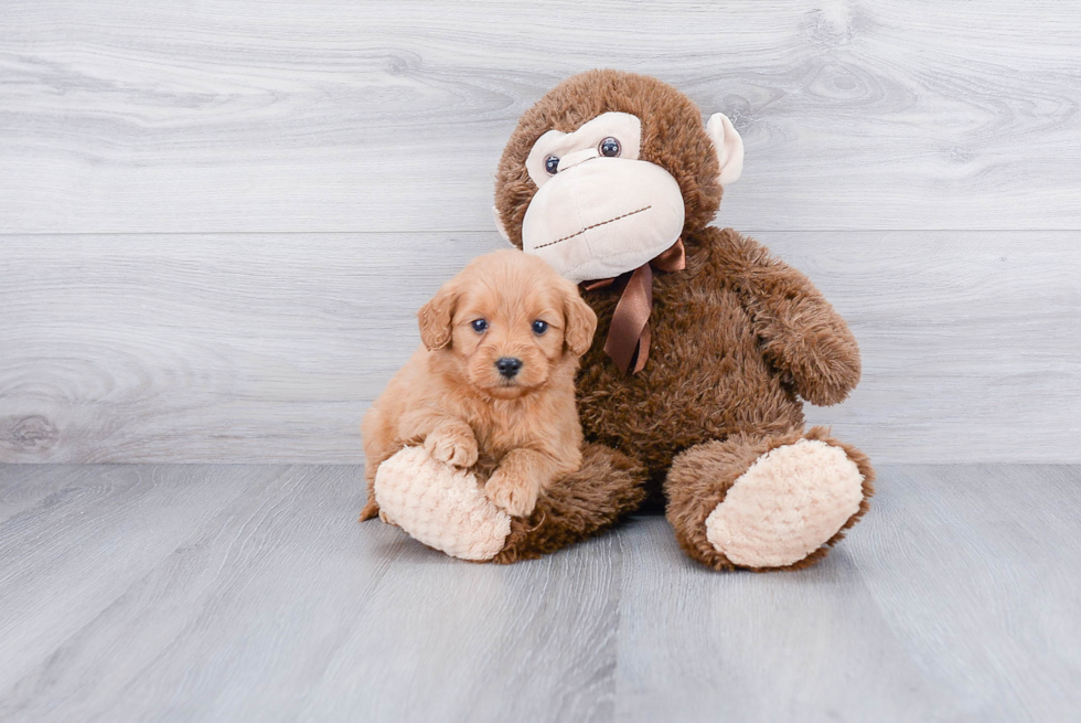 Best Mini Goldendoodle Baby