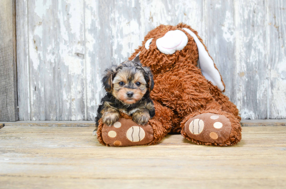 Happy Yorkie Poo Baby