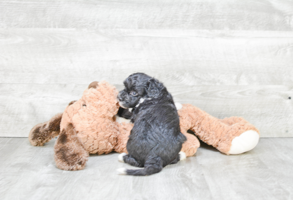 Smart Mini Bernedoodle Poodle Mix Pup