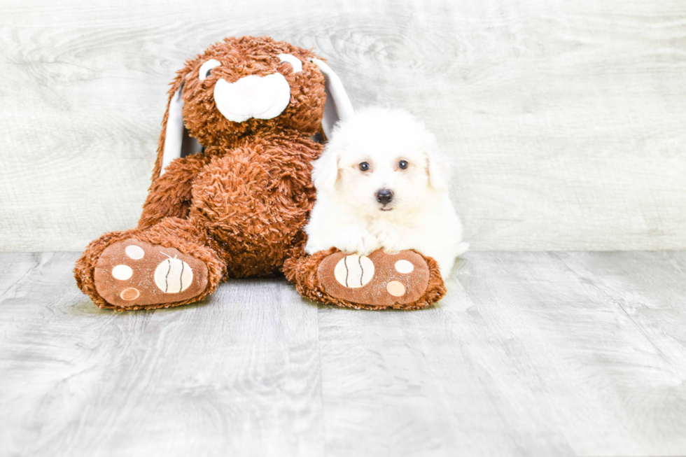 Little Bichon Frise Purebred Pup